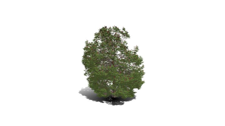 Realistic HD Red horse chestnut (4/30) 3D Model