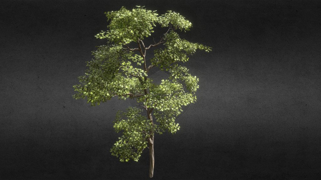 Realistic Jungletree