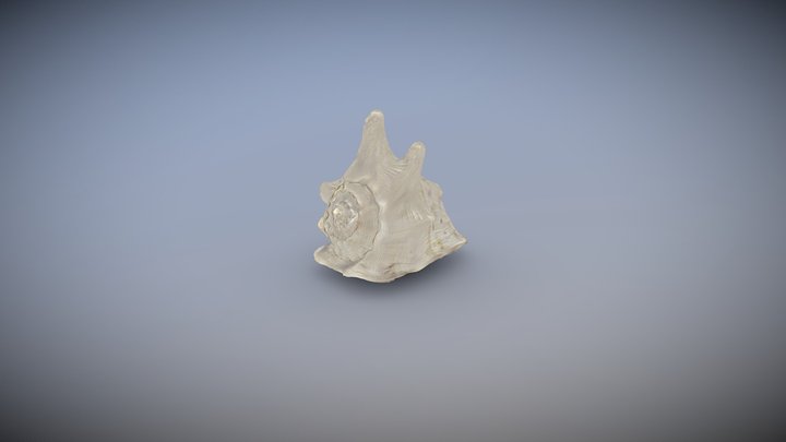 Yes_delight_No_setting_Soora_shell 3D Model