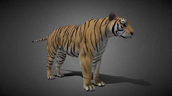 Animated Siberian Tiger 3D Model 3D Model