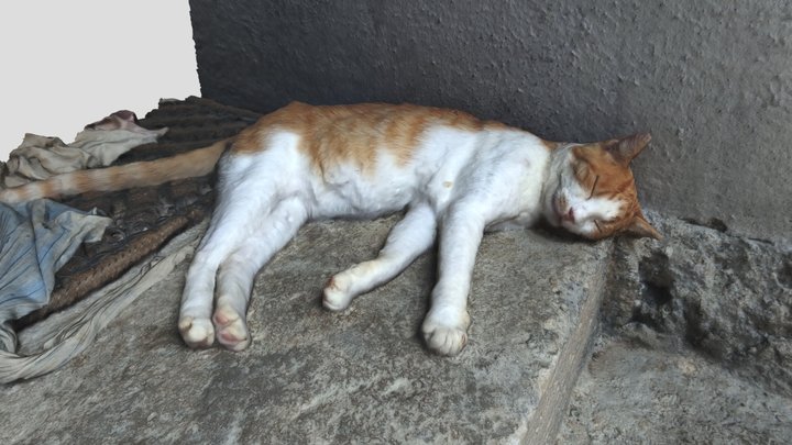 Sleeping cat 3D Model