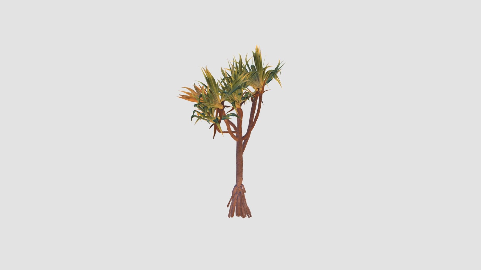 Pandanus Utilis Buy Royalty Free 3d Model By Evermotion [f18c58b] Sketchfab Store