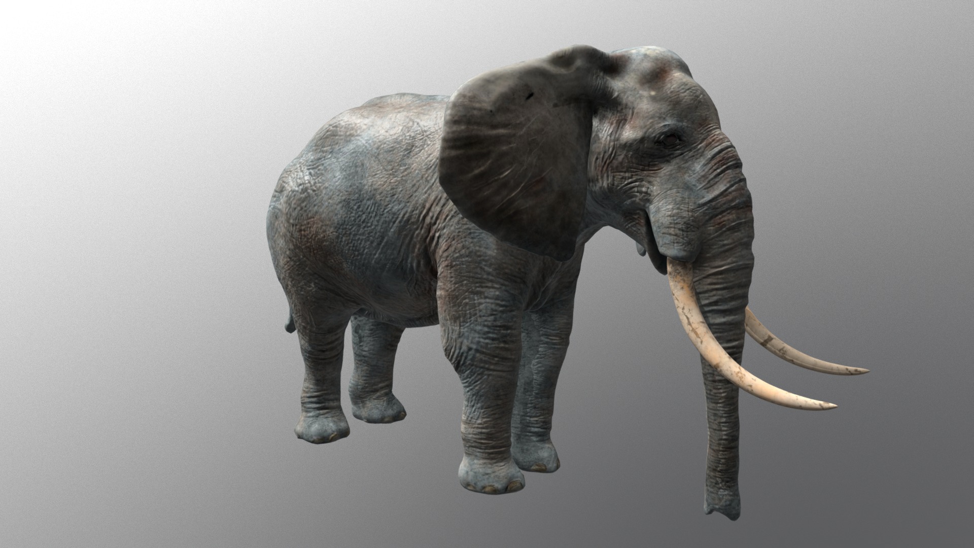 3D model African Elephant - This is a 3D model of the African Elephant. The 3D model is about a couple of elephants.