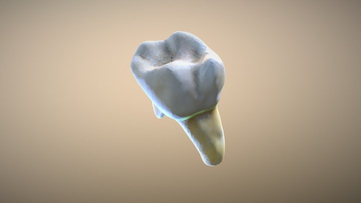 Tooth No Texture 3D Model