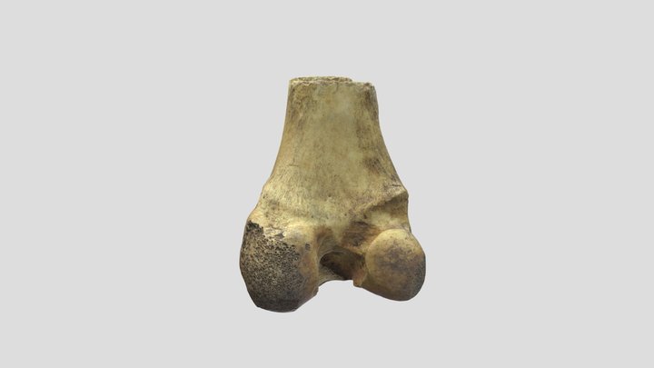 Machacador sobre femur 3D Model