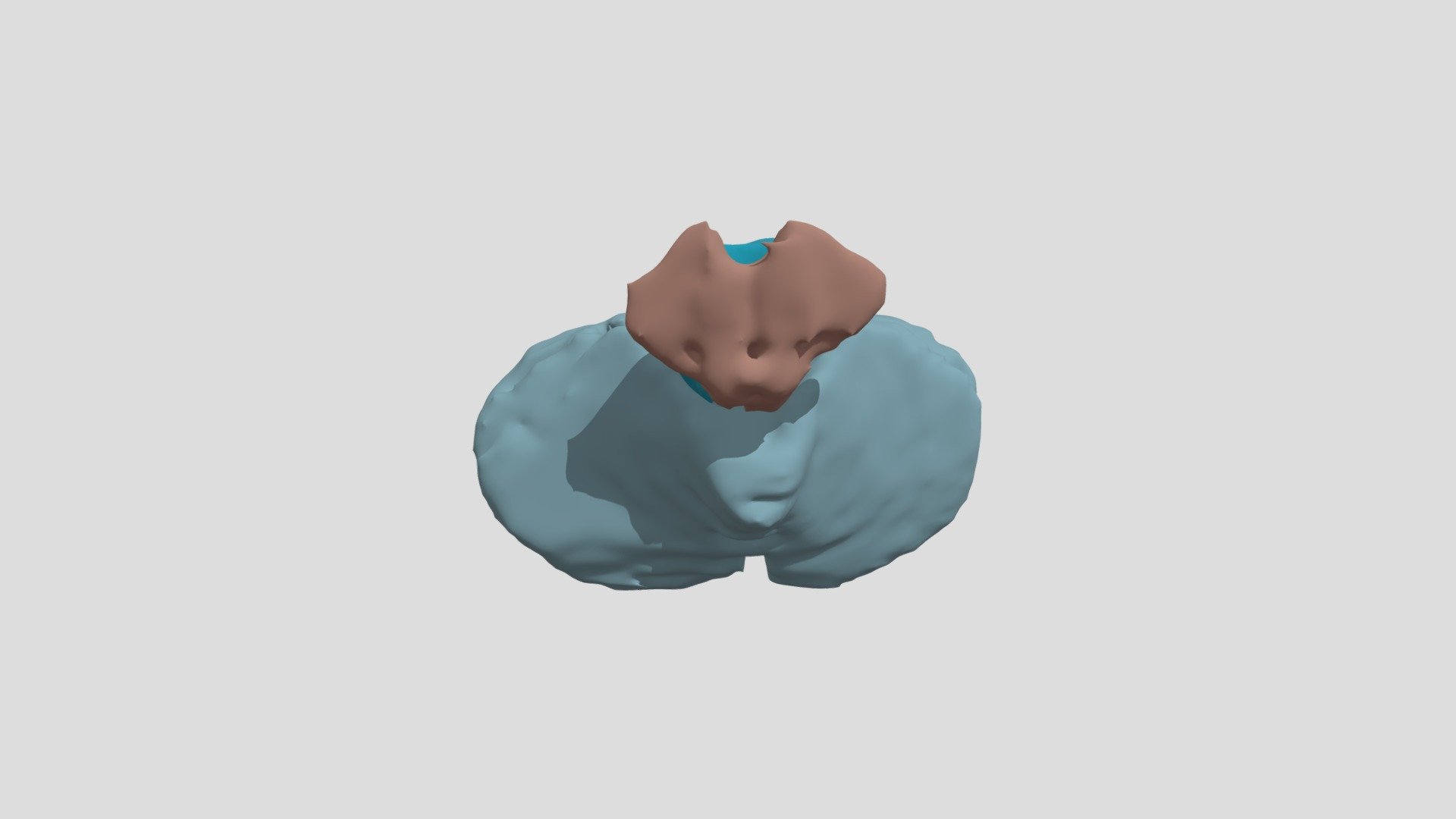 Brainsteam and Cerebellum - Download Free 3D model by gyozo.cz [f192d38 ...