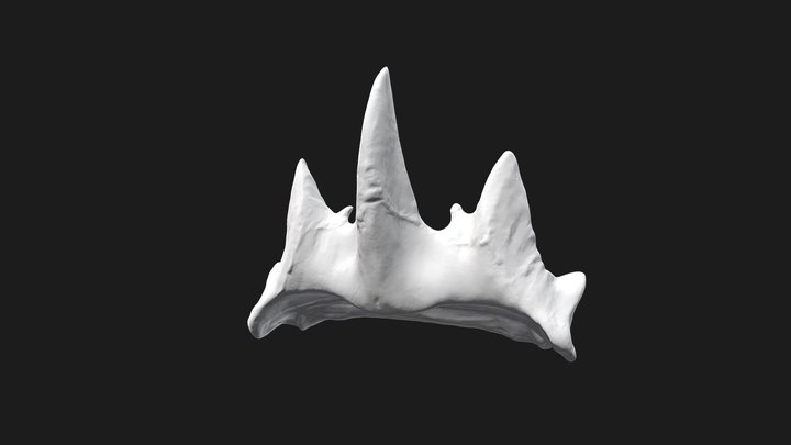 Snail Tooth – Modello 3D gratuito STL