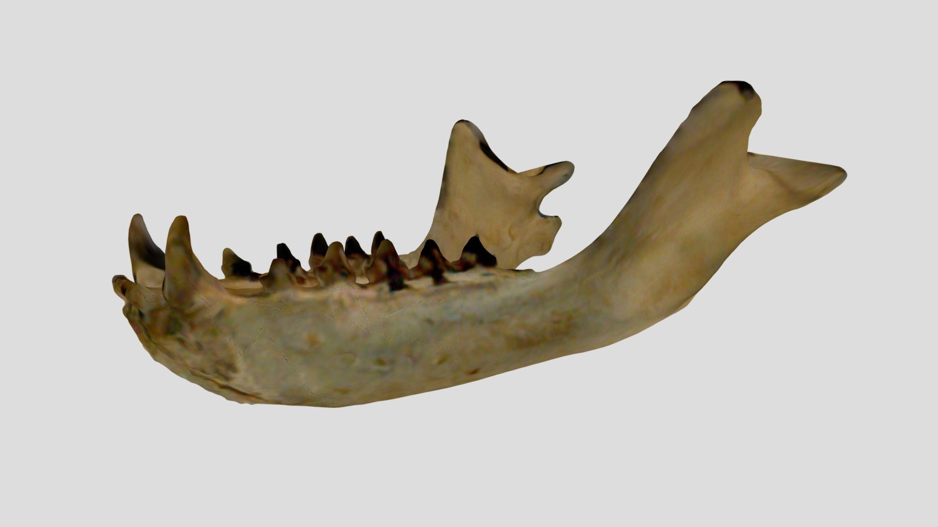 WAM M25810 Longnosed Fur Seal (Jaw) 3D model by Western Australian