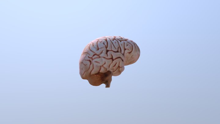Otak manusia 3d 3D Model