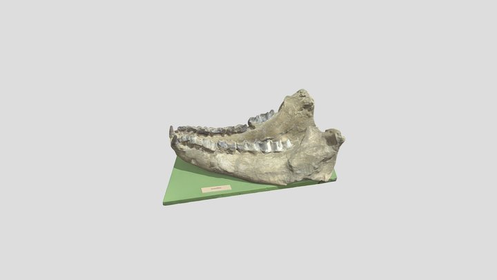 Titanotherium Robustus Jaw 3D Model