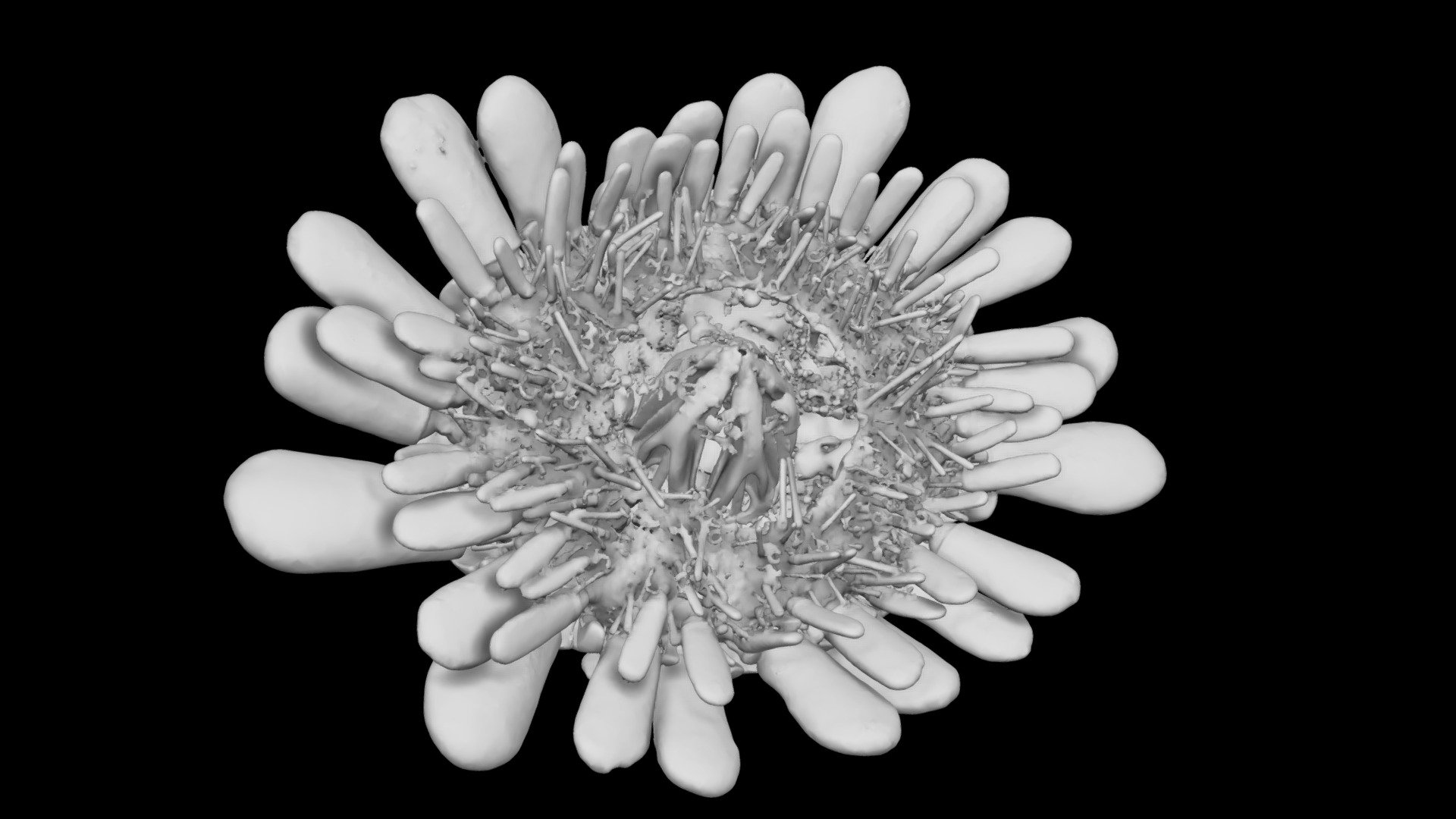 Sea Urchin- Colobocentrotus atratus