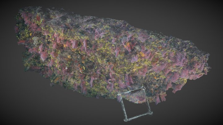 Wall covered by red coral (Corallium rubrum) 3D Model