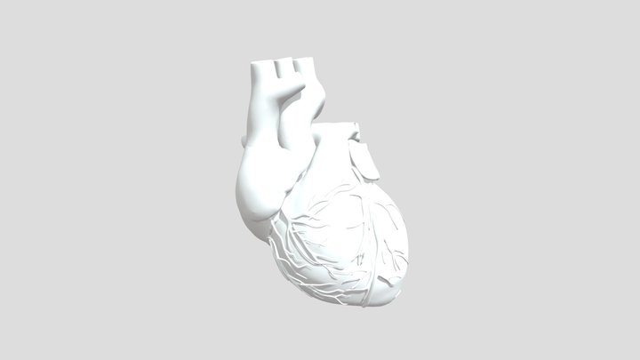 3d Model Of Human Heart 3D Model