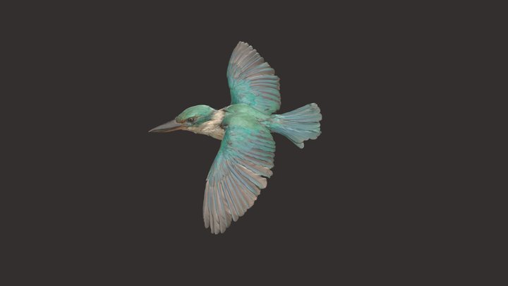 Kingfisher - 3D Scan 3D Model