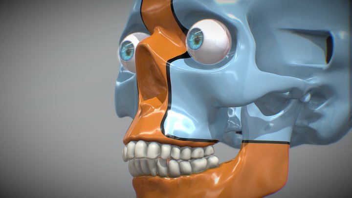 skull 3D Model