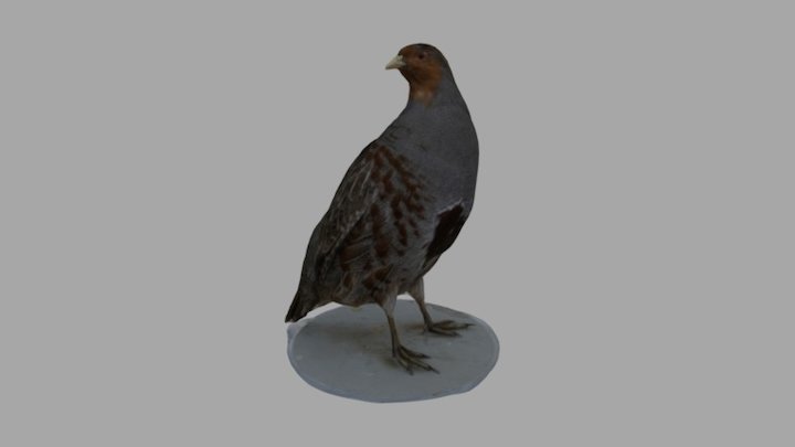 Famous grouse male 3D Model