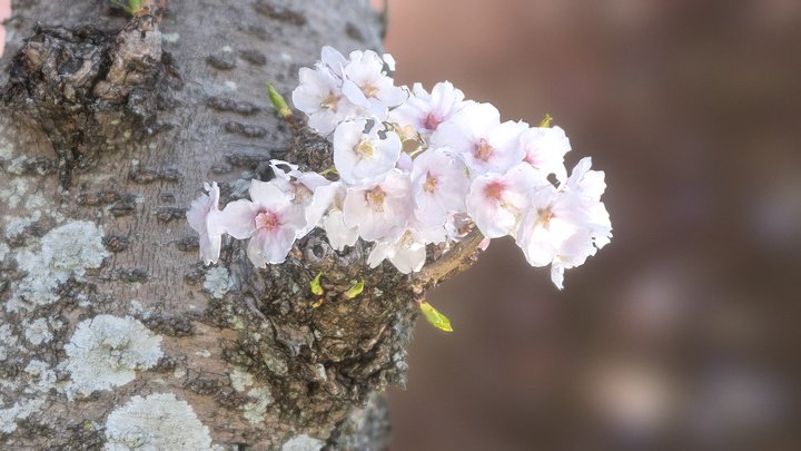 桜-SAKURA 3D Model