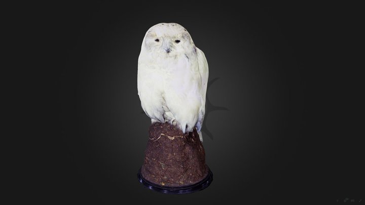 Snowy-owl 3D models - Sketchfab