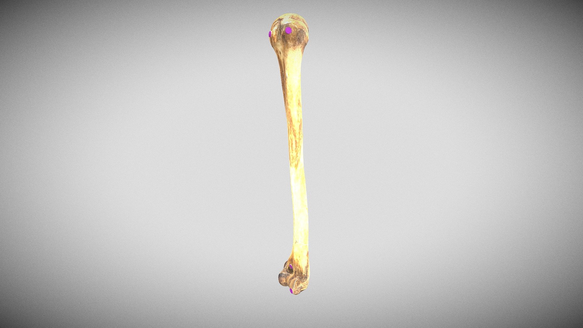 Humerus (Labeled) - Download Free 3D model by San Diego State ...