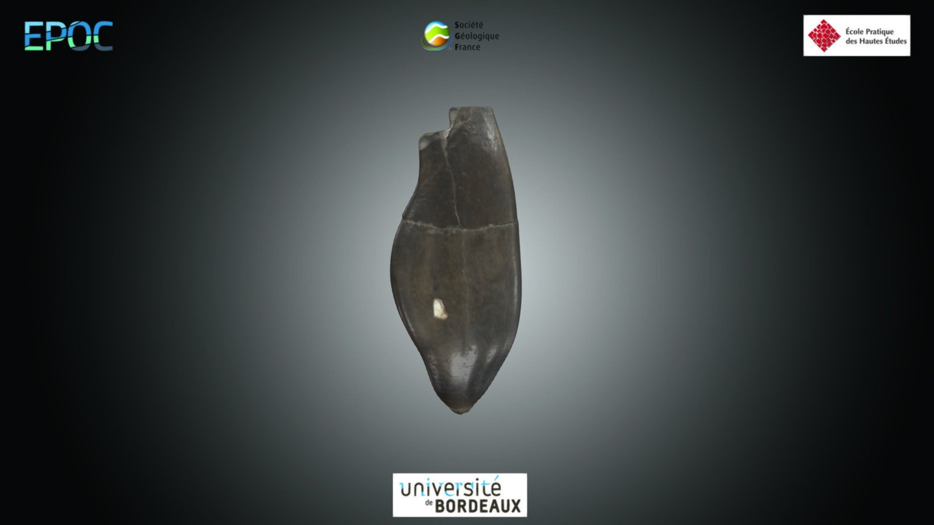 Bélemnite - Duvalia sp.