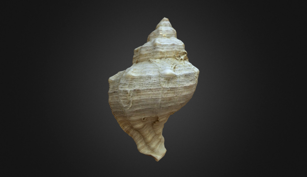 Conchiglia1 - 3D model by SCANART (@enzoalessandra) [f1a6981] - Sketchfab