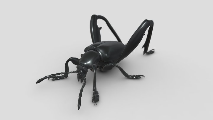 Insects&beetles-pack13