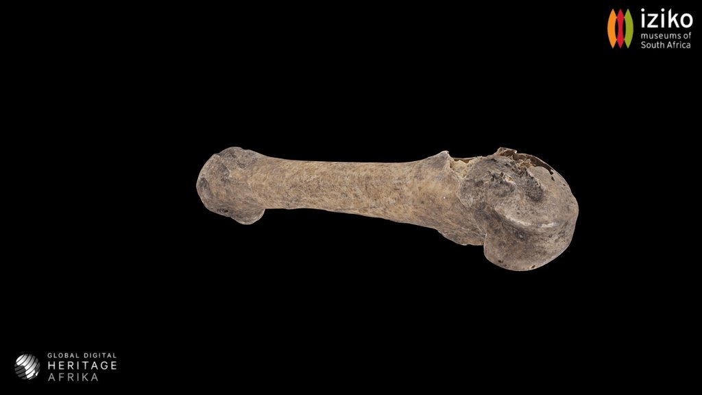Mammal Bone