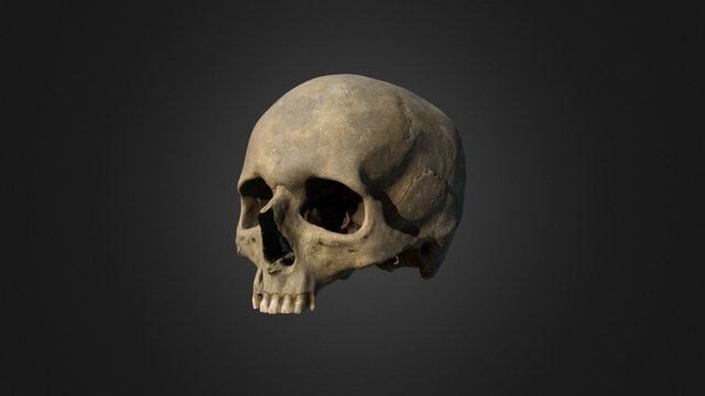 Crâne 3D Model