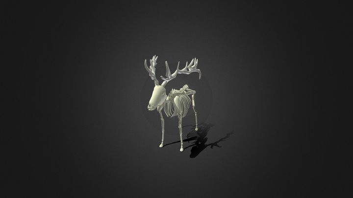 Vertebrado - Mamífero - Alce.esqueleto 3D Model