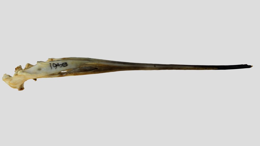 UWYMV:Bird:5961,Recurvirostra americana,Mandible