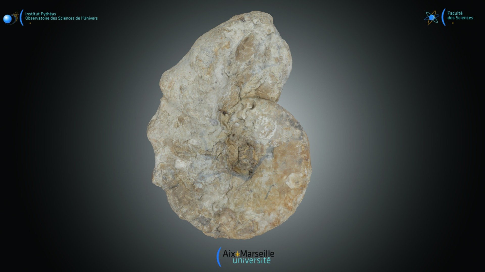 Cératite – Ceratites nodosus