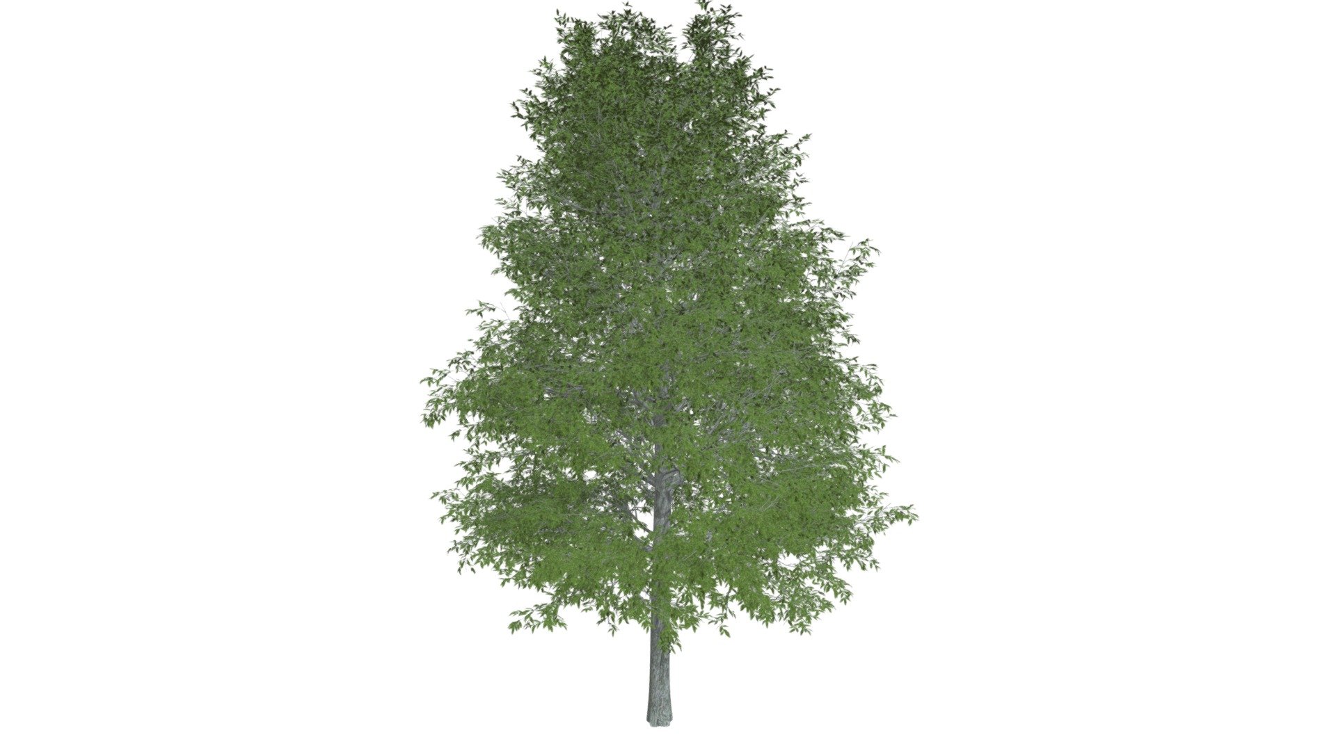 Shingle Oak Tree #05 - Buy Royalty Free 3D model by meshshape [f1ba292 ...