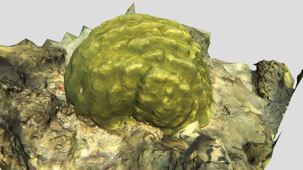 Porites