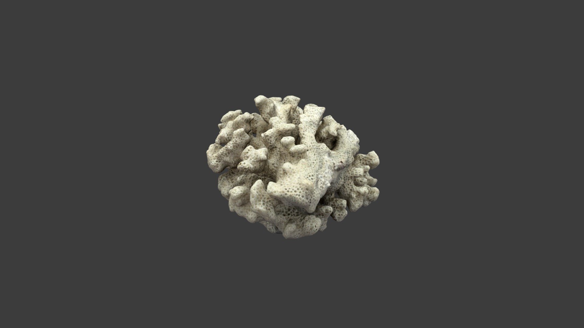Pocillopora damicornis