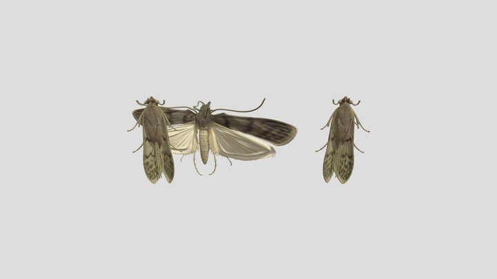 polilla de la harina 3D Model