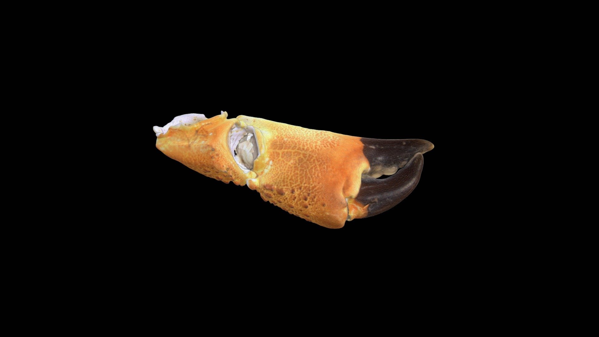 Crab Claws