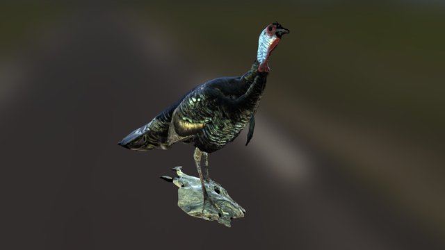 Turkey (textured) 3D Model
