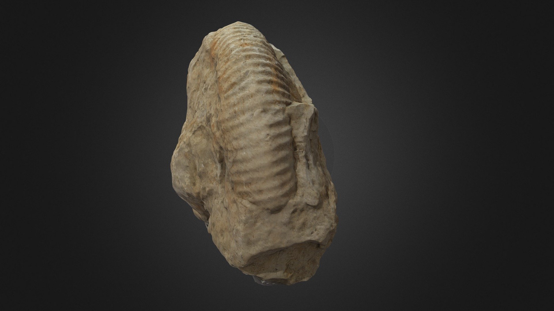 Ammonite de Bouxwiller brute - 3D model by Théobald GUFFON (@tguffon ...