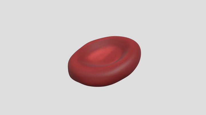 Erythrocyte 3D Model