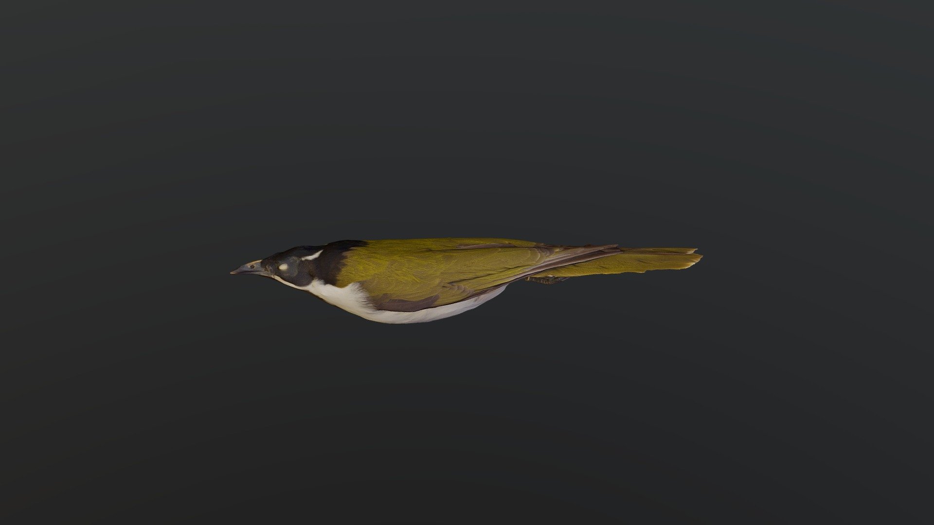 Blue-faced Honeyeater - Entomyzon cyanotis — Sketchfab embed 3D viewer