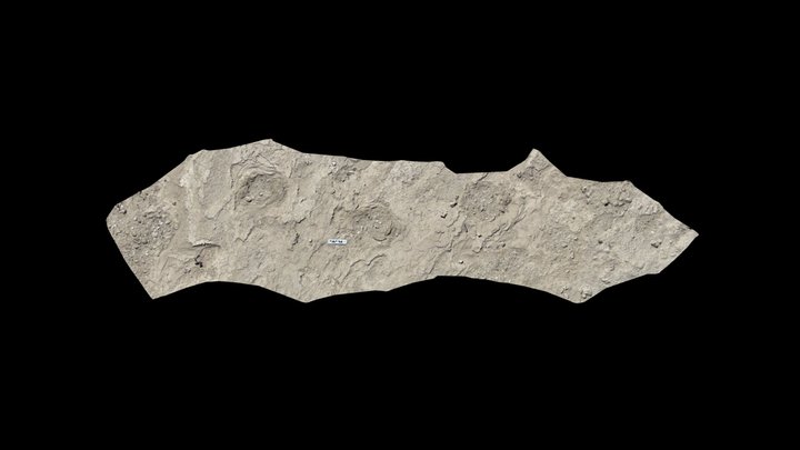 Camel-prints-La Salina 3D Model