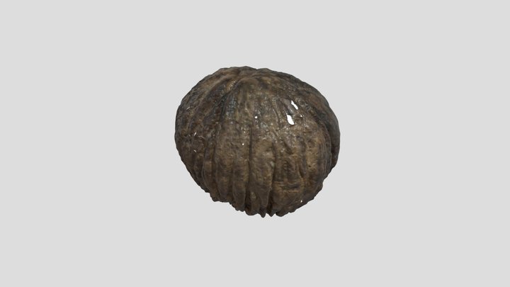 Black Walnut 3D Model