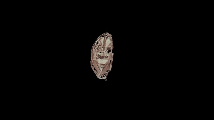 Halichoeres garnoti skull 3D Model