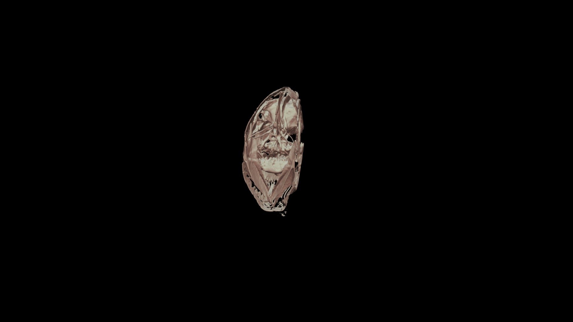 Halichoeres garnoti skull