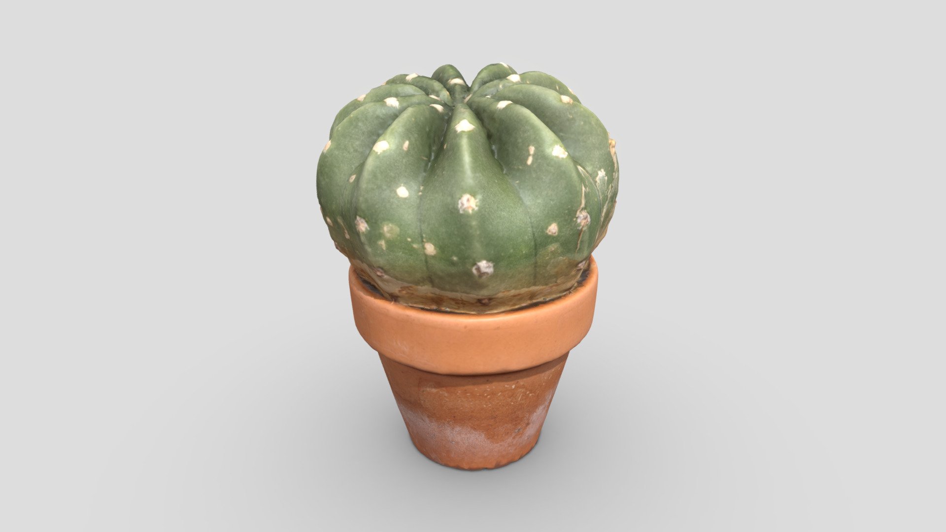 Small Cactus