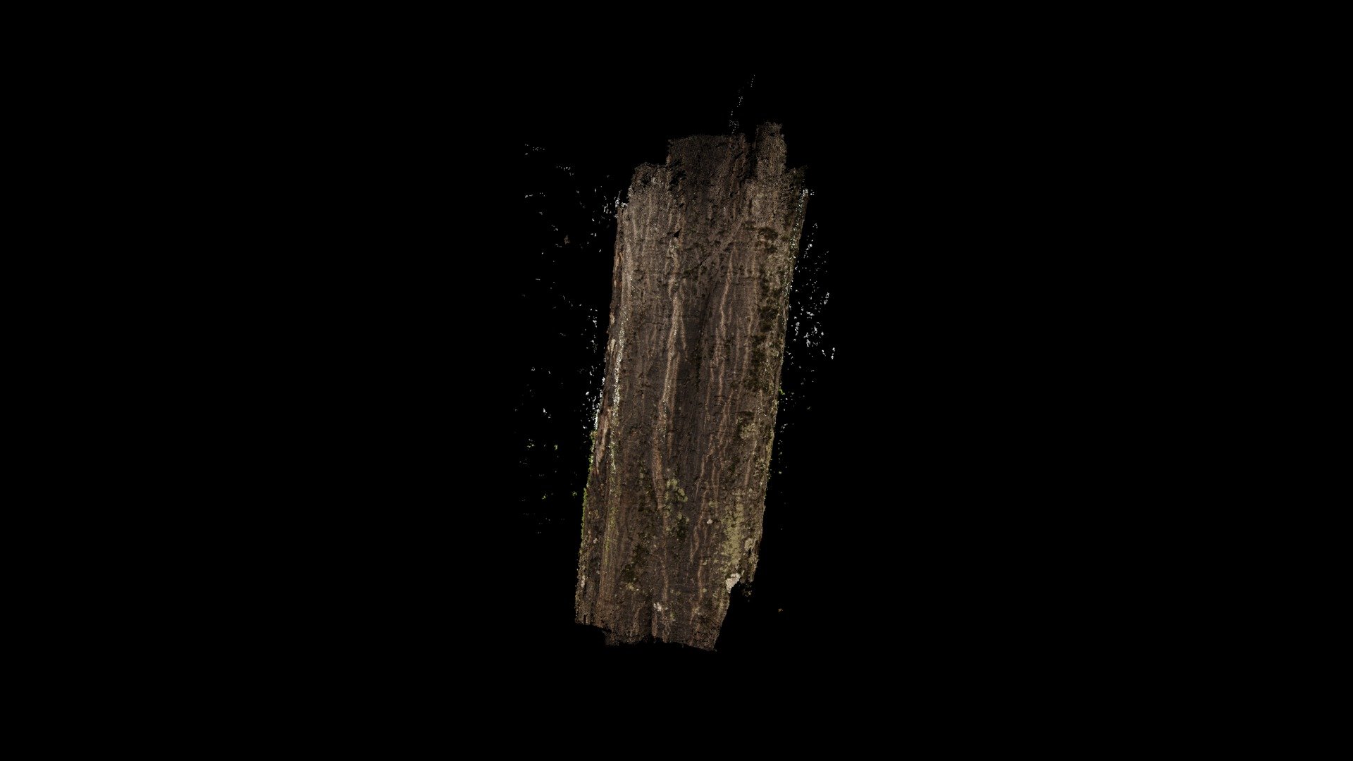 Xarma / Hornbeam