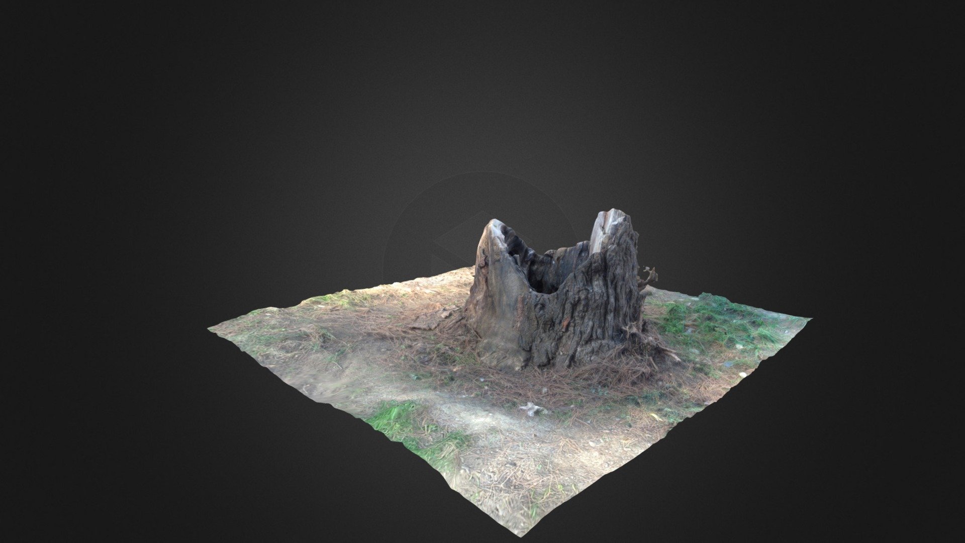 Photoscan tree