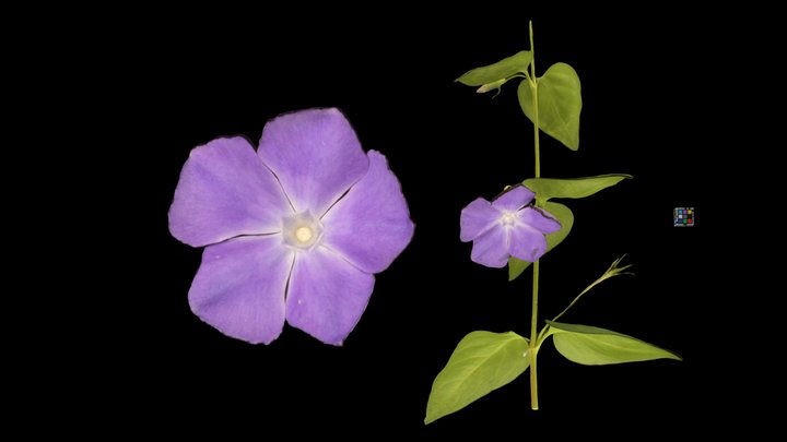 CC0 ツルニチニチソウ Greater Periwinkle, Vinca major – Modello 3D gratuito STL