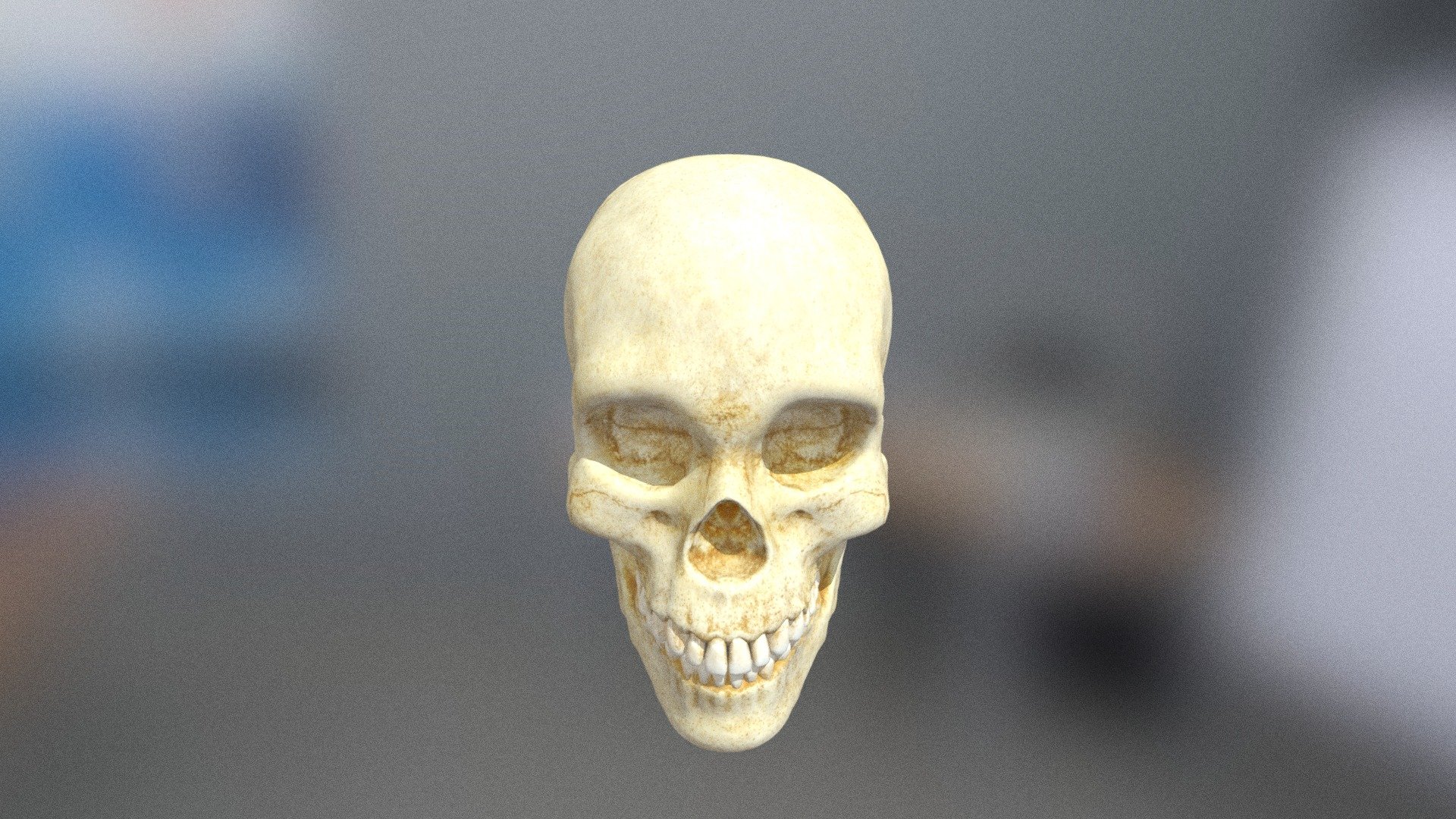 HUMAN SKULL