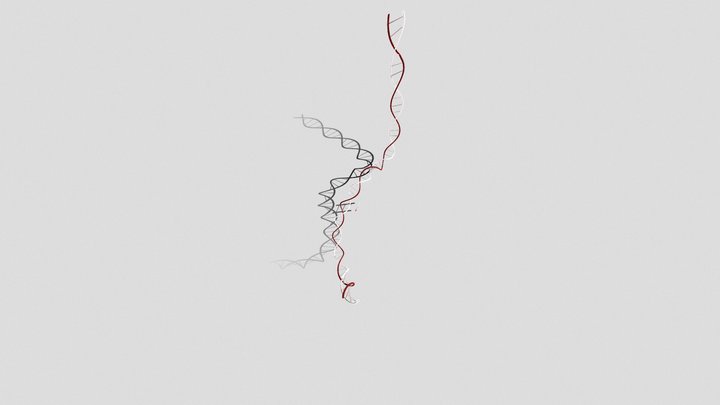 DNA Asam Nukleat 3D Model